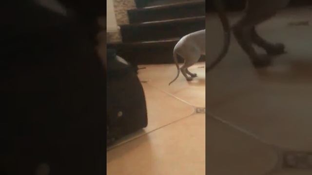 Кошка хочет на улицу смотреть онлайн