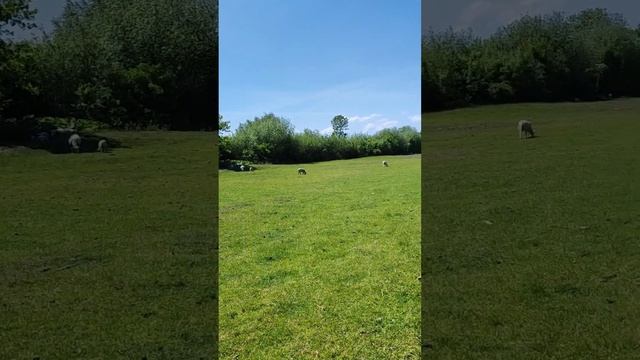 Наша майская прогулка с овечками вдоль берега Эльбы в немецком городочке Кальмар, май 2023 смотреть онлайн