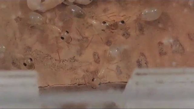 Camponotus fedtschenkoi. Colonia Casper. 10 agosto 2023... смотреть онлайн