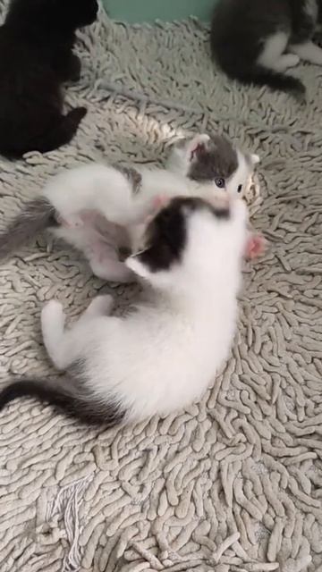 ДОМАШНИЕ ЖИВОТНЫЕ Какие они милые! смотреть онлайн