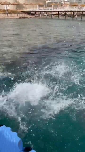 Egypt. Hilton Sharks bay. Red sea. Sharm-El-Sheikh. Егиет. Отель Хилтон Шаркс бей смотреть онлайн