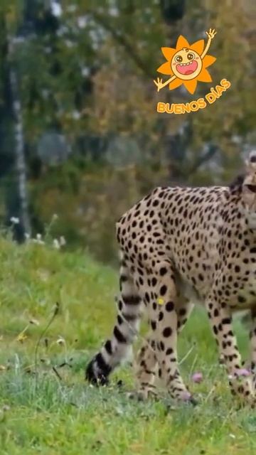 Bom Dia do Nosso Felino Guepardo #shorts смотреть онлайн
