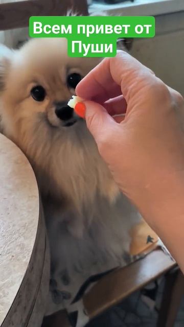 Моя собака не только злюка!! #sorts #пошиводежды #собственное #одежда #швейноепроизводство #мода смотреть онлайн