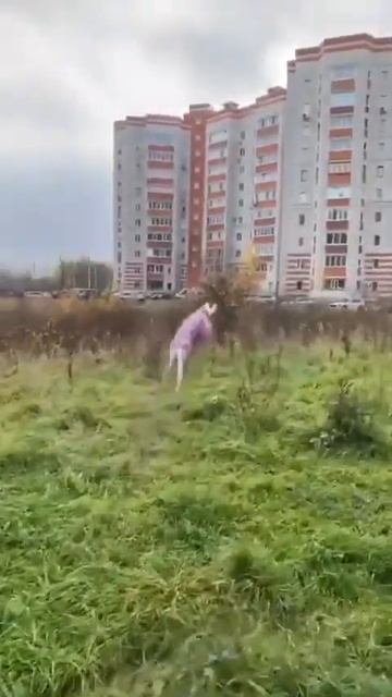Домашний Кенгуру 😂 смотреть онлайн