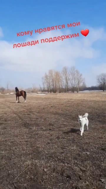 лошади смотреть онлайн