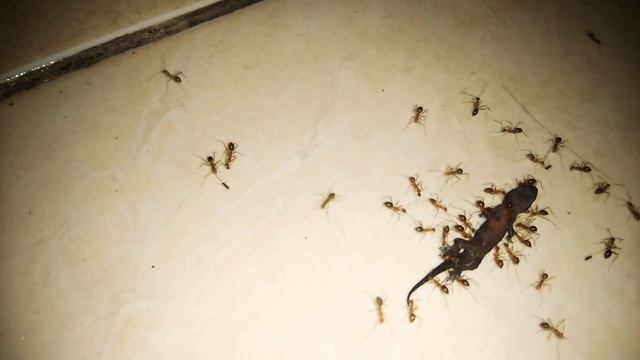 Big Ant Fight with Small Ant for food, WHO WILL WIN? смотреть онлайн