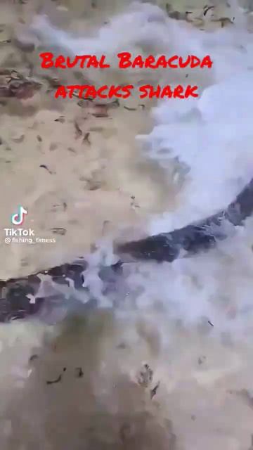Brutal Baracuda attacks shark смотреть онлайн