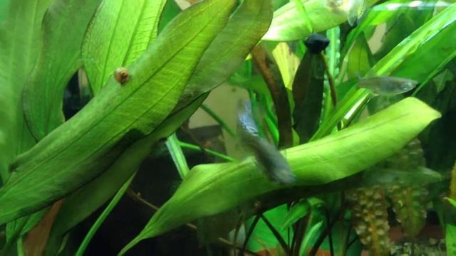 самка- мамка смотреть онлайн