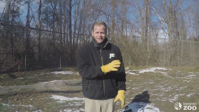 Toronto Zoo Grizzly Bear Winter Den смотреть онлайн