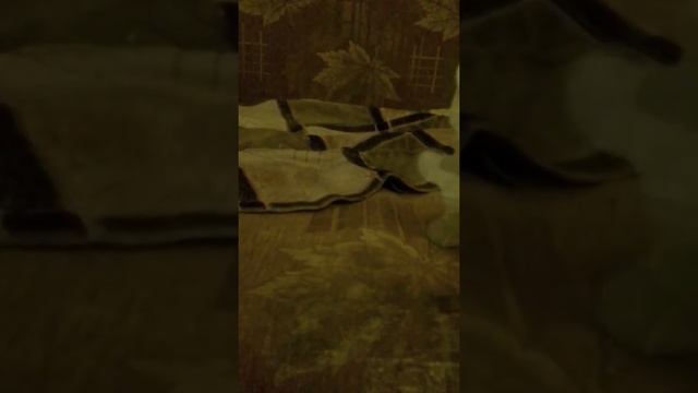 Приключение медведя тима. смотреть онлайн