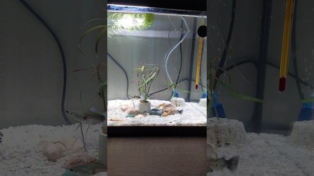 Аквариум на 30 л смотреть онлайн