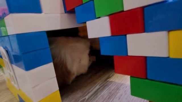 Сделали Пипу дачу)) смотреть онлайн