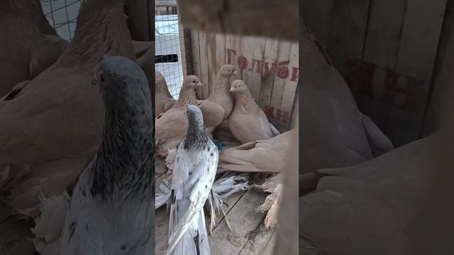 жёлтые голуби отправка в Алмату от ШаЯна. голуби Ратхана .08.11.2023. смотреть онлайн