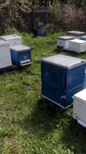 Пасека Солондаевых. Собираем пыльцу смотреть онлайн