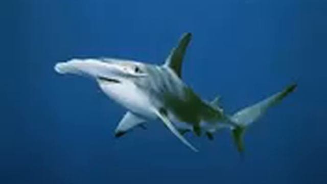 Hammerhead Shark 1 смотреть онлайн