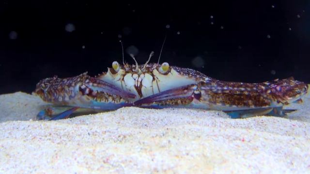 タイワンガザミ　Taiwan Gazami , Flower crab Portunus pelagicus смотреть онлайн