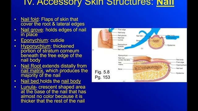 AP1- Chapter 5: The Integumentary System (Part 5) смотреть онлайн