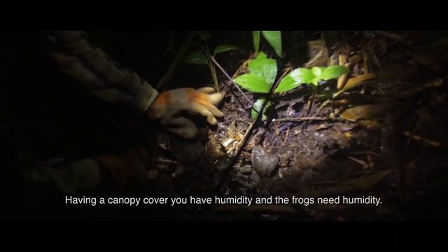 New poison dart frog discovered in Amazon Rainforest смотреть онлайн