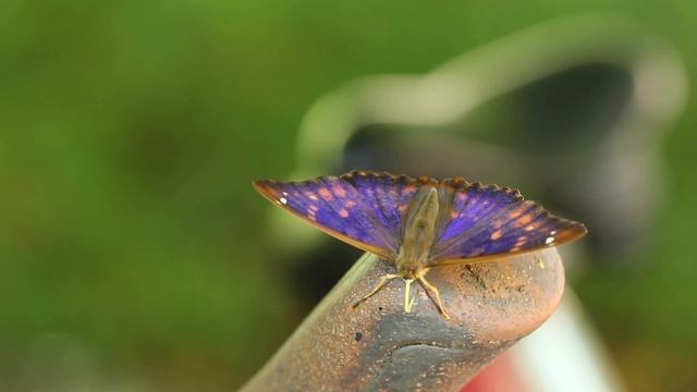 Der kleine Schillerfalter (Apatura Ilia), Lesser purple emperor und seine Variationen im Juni 201 смотреть онлайн
