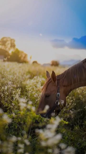 🌺 before 🌺 after 🌺 nature photography #shorts #trendingshorts #trending #naturephotography смотреть онлайн