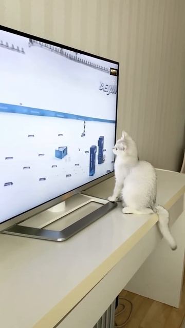 British cat Cristal is watching Olympic Games 2022 #2. Британская кошка Кристалл смотрит Олимпиаду. смотреть онлайн