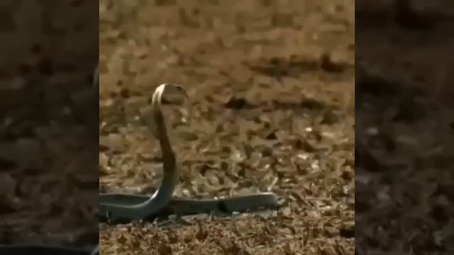 Отличная реакция! 😃🔥😮 смотреть онлайн