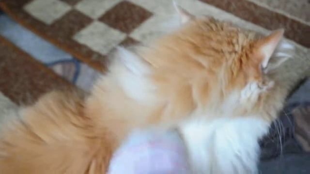 Клепс, понюхай носок... смотреть онлайн