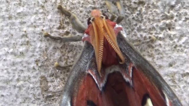 World's largest moth- Attacus atlas смотреть онлайн
