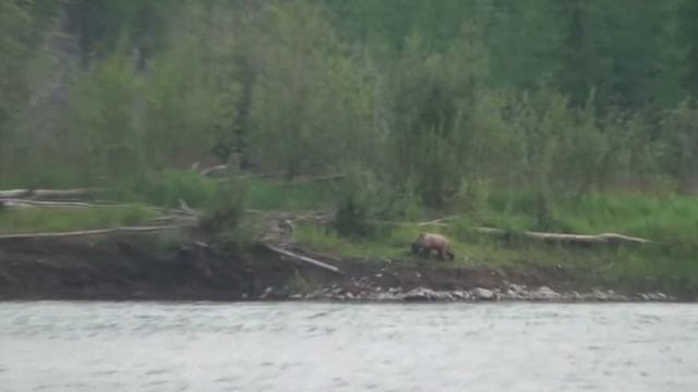 Медведица с малышами смотреть онлайн