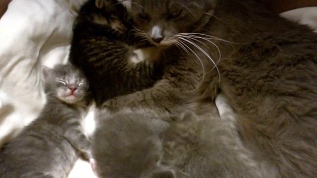 Protective Momma Cat And Her Babies. ...Заботливая мама-кошка. смотреть онлайн