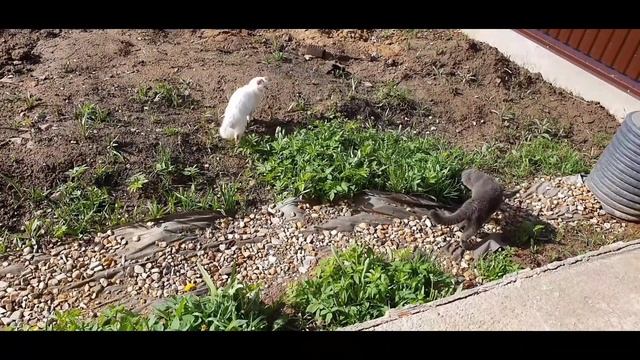 ШКОТЬ на охоте смотреть онлайн