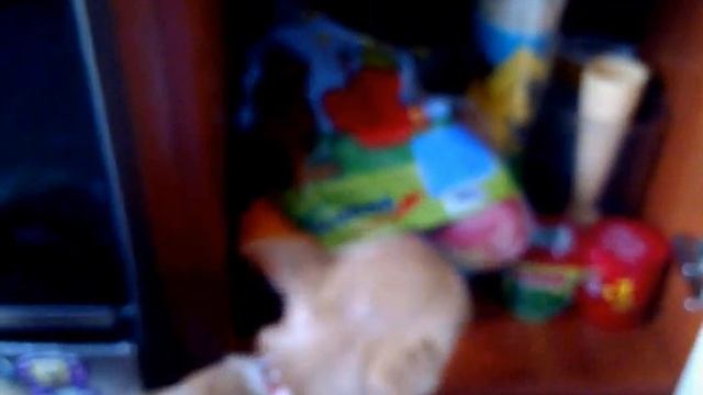 Самый лучший друг на свете!!!#2Рикино утро!!! смотреть онлайн