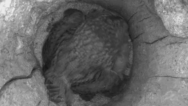 Tawny owl — 20.05.2010 смотреть онлайн