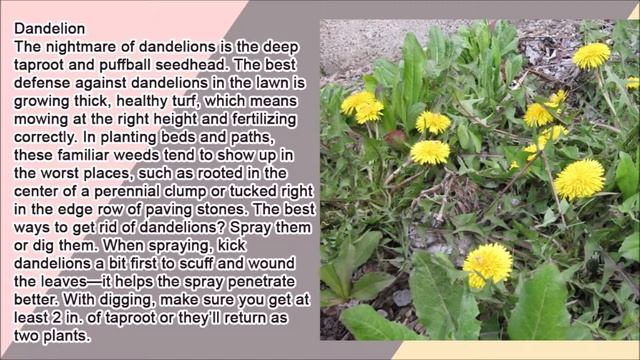 Beware: Common Weeds I смотреть онлайн