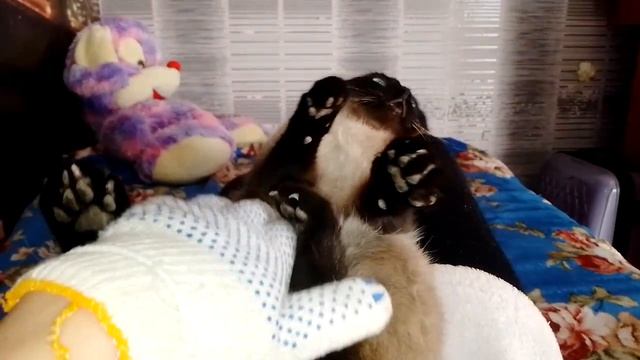 Сиамский кот-Медвежонок 23 декабря 2023 смотреть онлайн