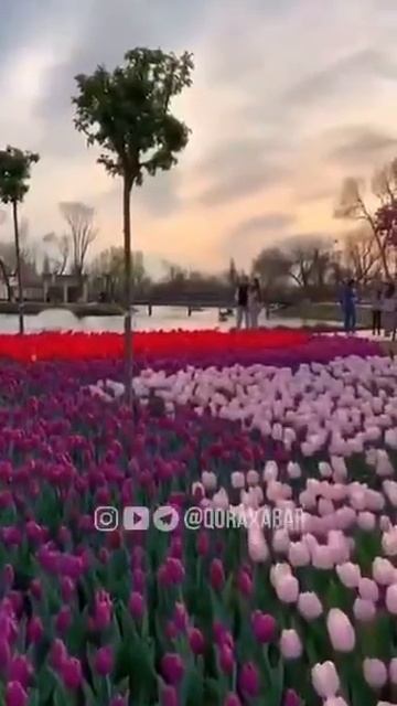 30 03 2023 Тошкент Миллий боги смотреть онлайн