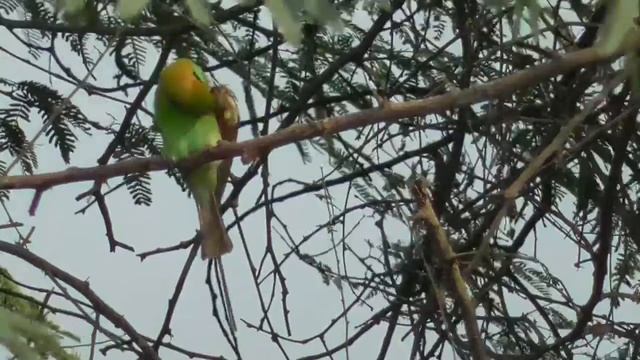 Green bee eater at mousuni 🏝 смотреть онлайн
