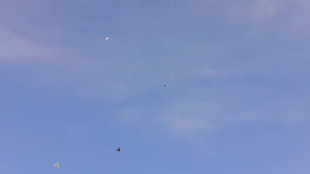 голуби Луганска. смотреть онлайн