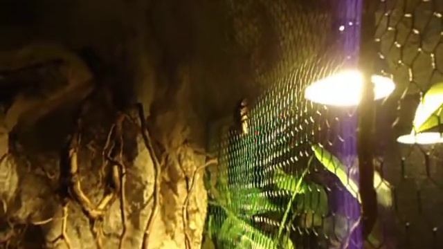 Megasoma elephas Weibchen.AVI смотреть онлайн