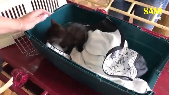 Спасение котенка без глазика. Котята ищут дом / SANI vlog смотреть онлайн