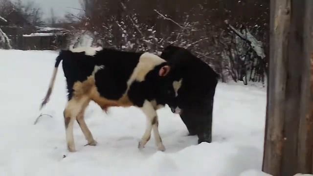 киборг убийца против быка мартына смотреть онлайн