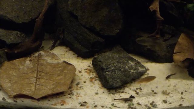 Südamerika Aquarium 375L смотреть онлайн