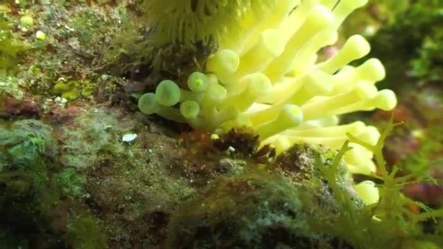 DNS Diving Grand Cayman, Princess Penny's Pinnacle смотреть онлайн