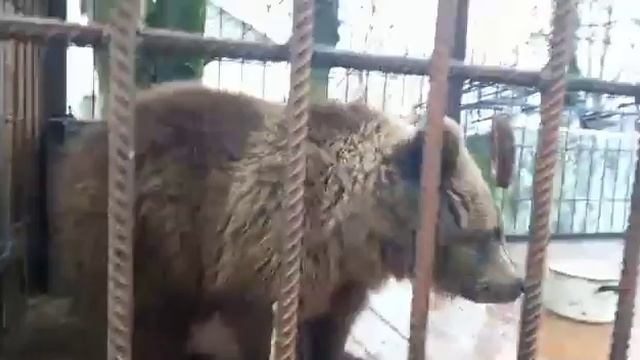 Вот они и вместе. Соната и Ария смотреть онлайн