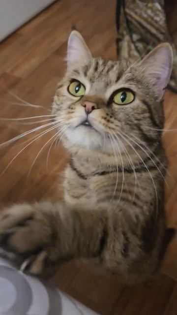 Домашняя Рысь)) #виделивидео #домашниеживотные #любимцы #рысь #кошка #мур #cat #питомец смотреть онлайн