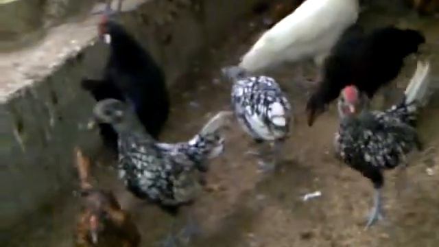 Monal və trogopan girgovulunun balalari смотреть онлайн