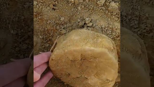 В Мангистау нашли останки древнего динозавра смотреть онлайн