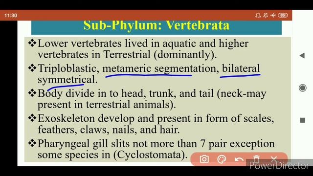 Vertebrata | Sub-Phylum Vertebrata | Ostracodermi смотреть онлайн