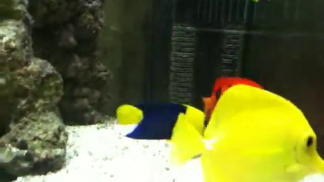 Chrisfishsaltwater смотреть онлайн