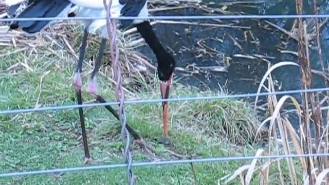 MVI_4753.AVI смотреть онлайн